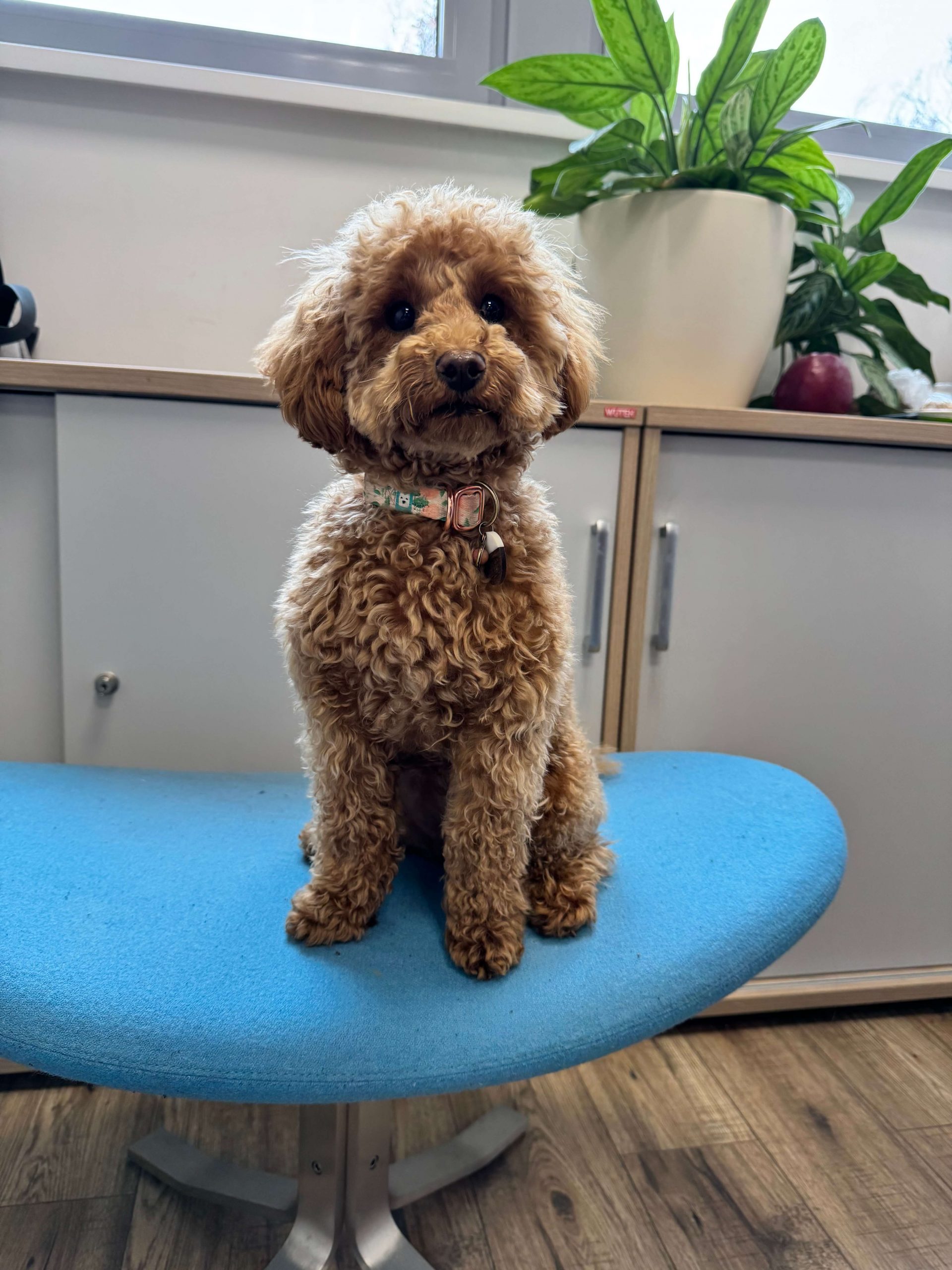 "Mentális egészségvédelem - Barka"