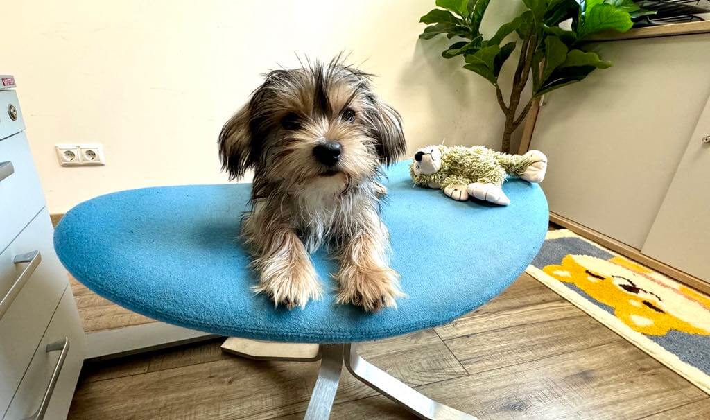 "Mentális egészségvédelem - Füge"